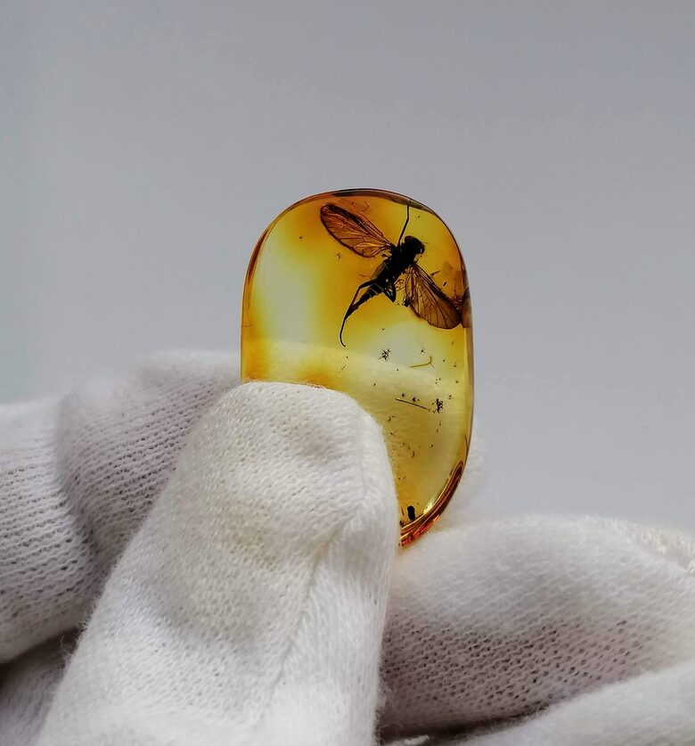 Baltic Amber Cabochon with Large Fly Inclusion