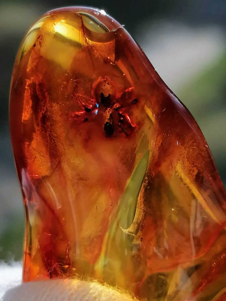 Baltic Amber Piece with Collectible Spider Inclusion