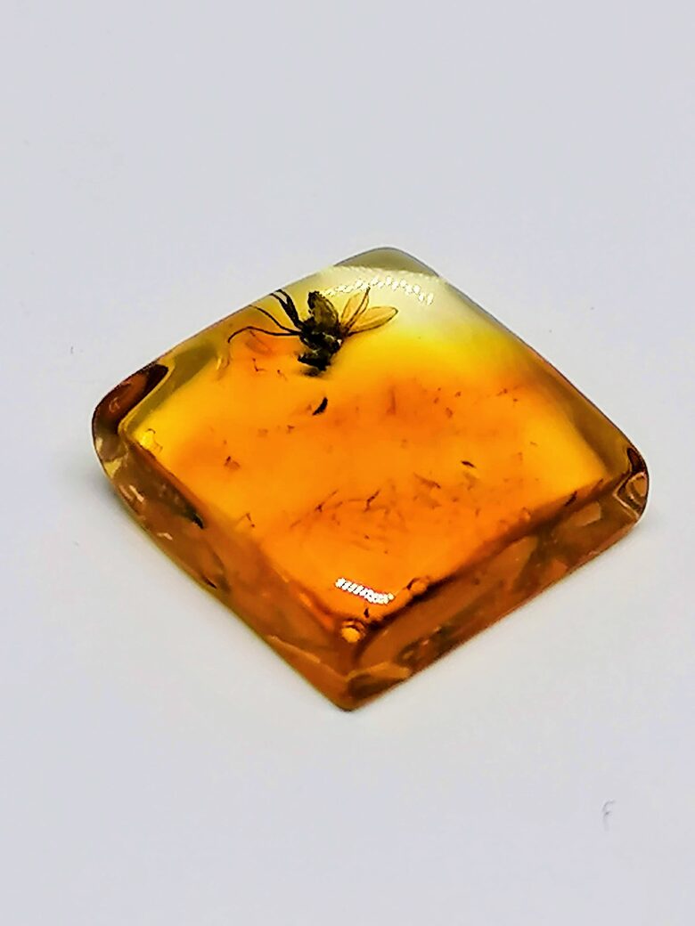 Square Baltic Amber Cabochon with Fly Inclusion