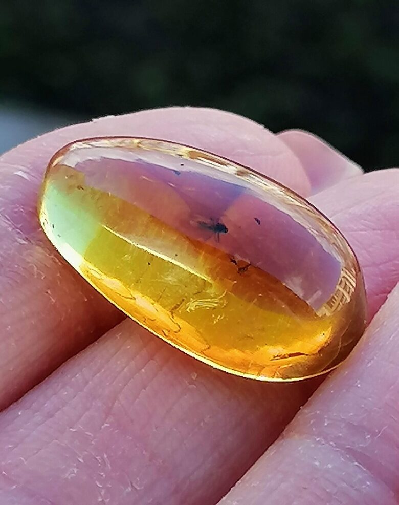 Baltic Amber Cabochon with Inclusion | MY AMBER