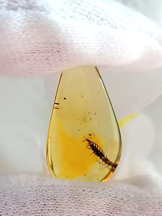 Baltic Amber Piece with Inclusion – For Jewelry