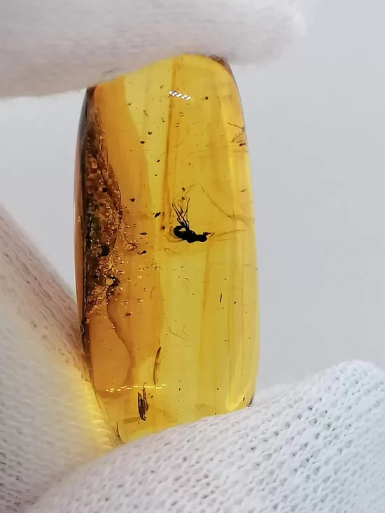 Elongated Oval Baltic Amber Piece with Inclusion